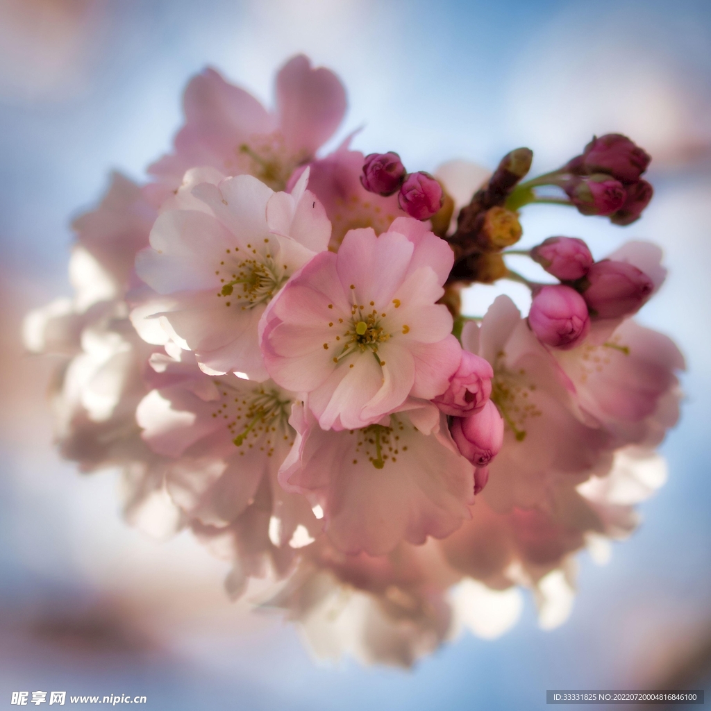 樱花