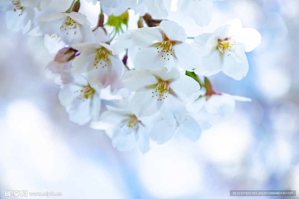 樱花