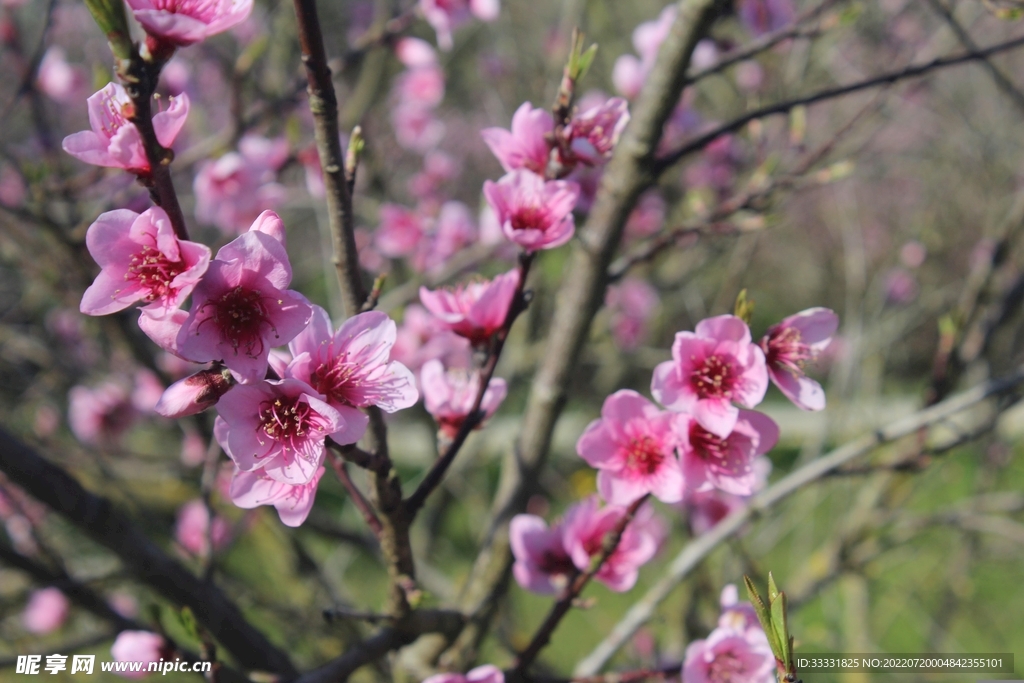 樱花