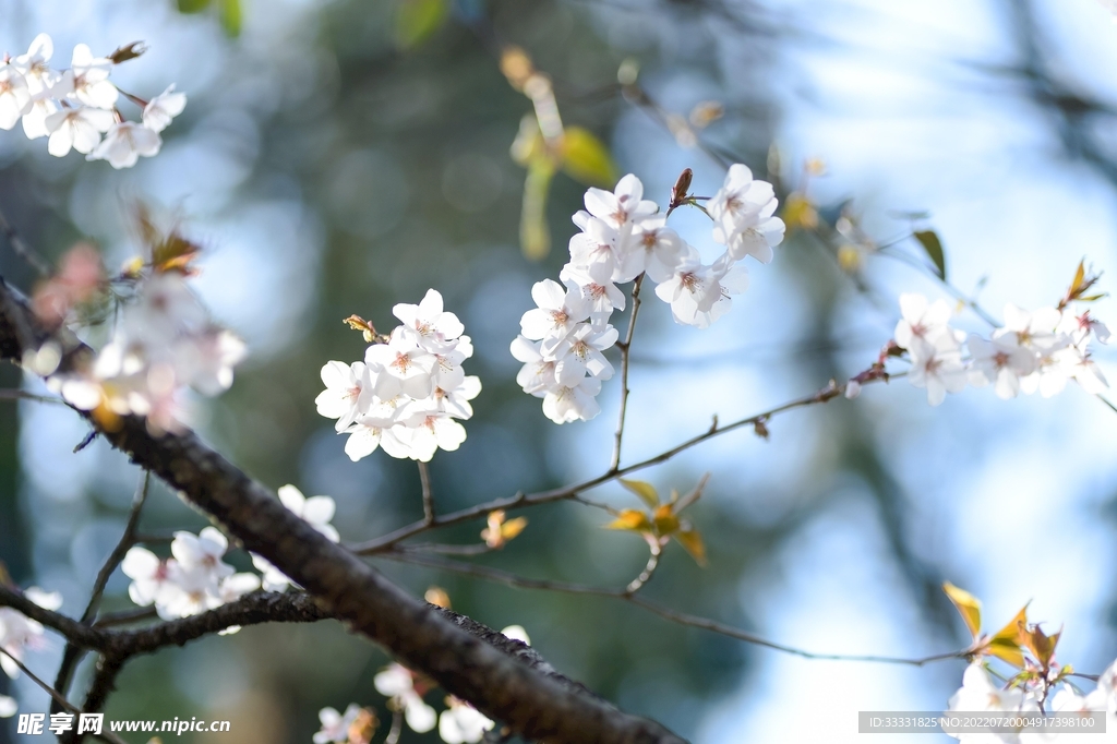 樱花