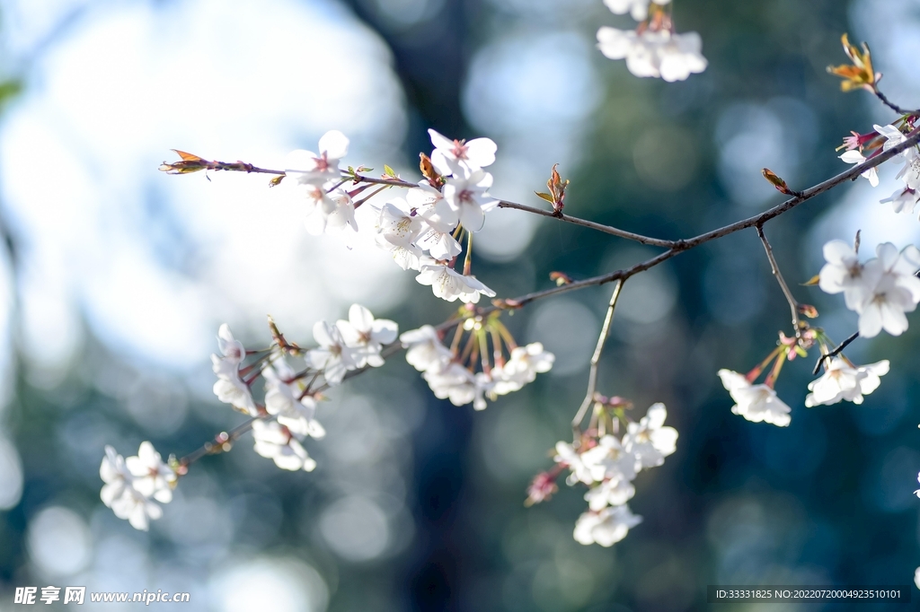 樱花