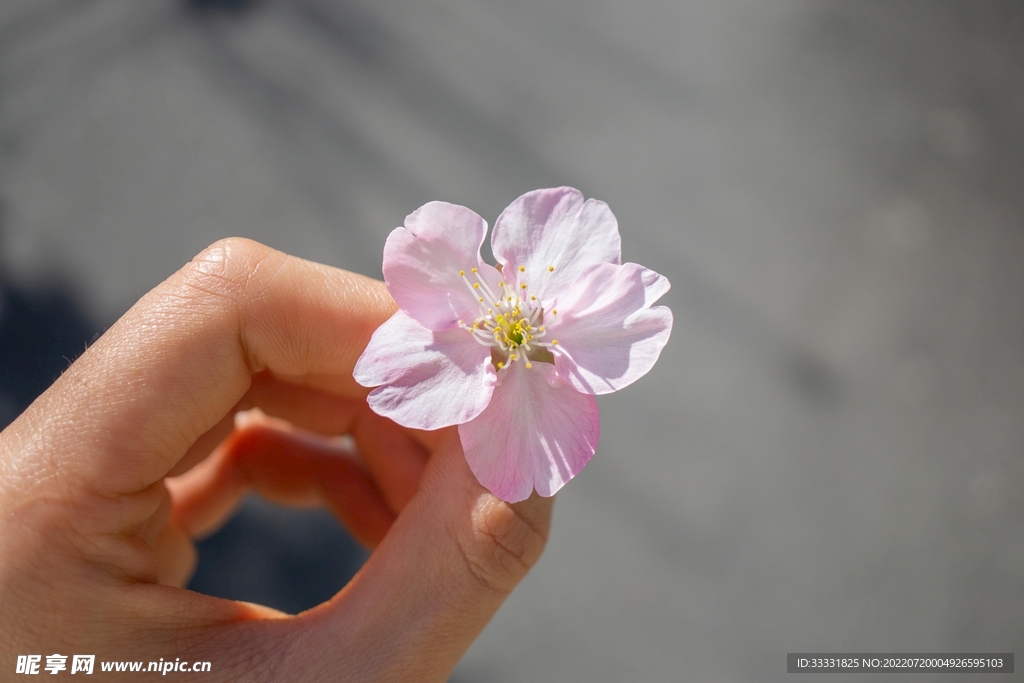 樱花