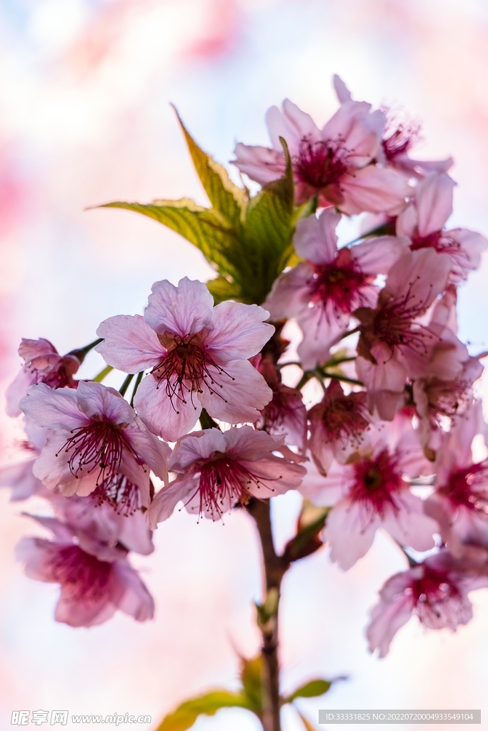 樱花