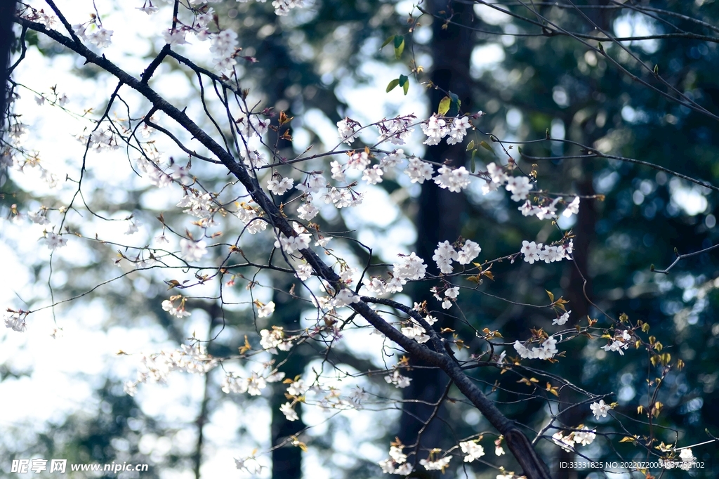 樱花
