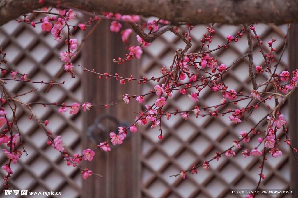 樱花