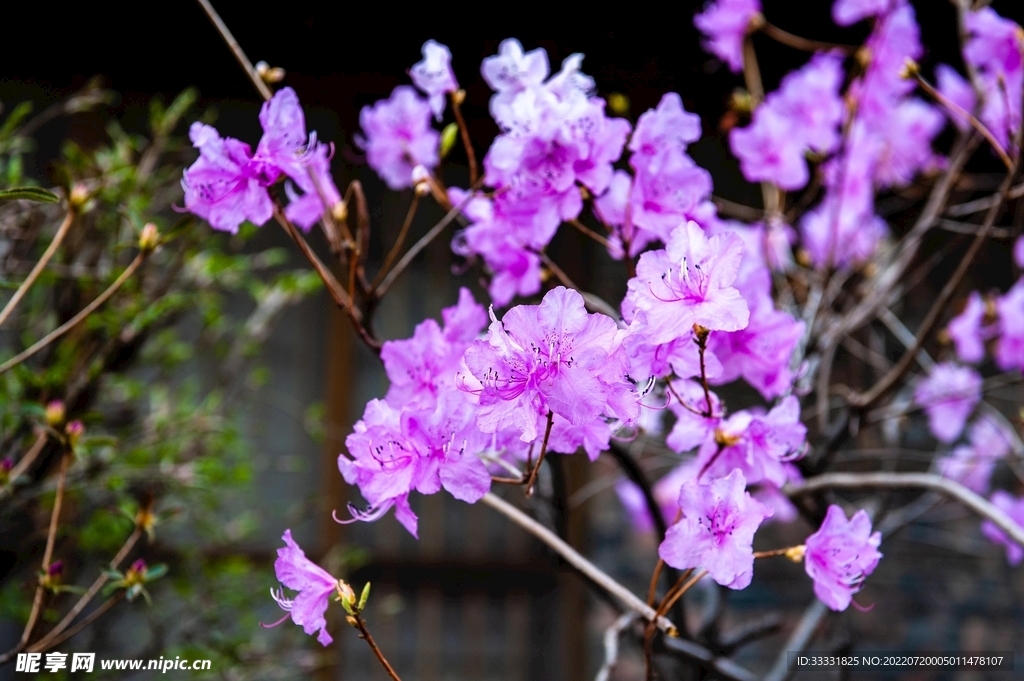 樱花