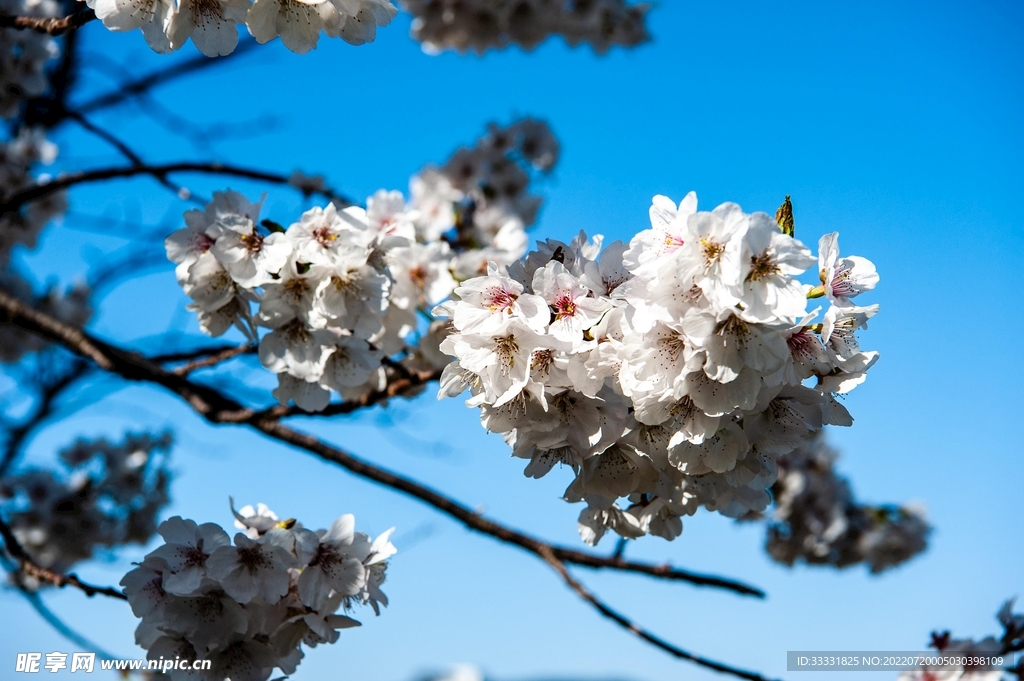 樱花
