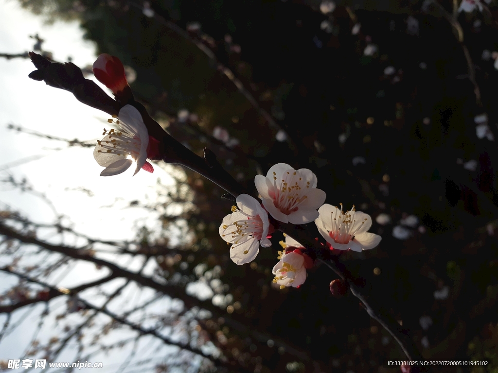 樱花
