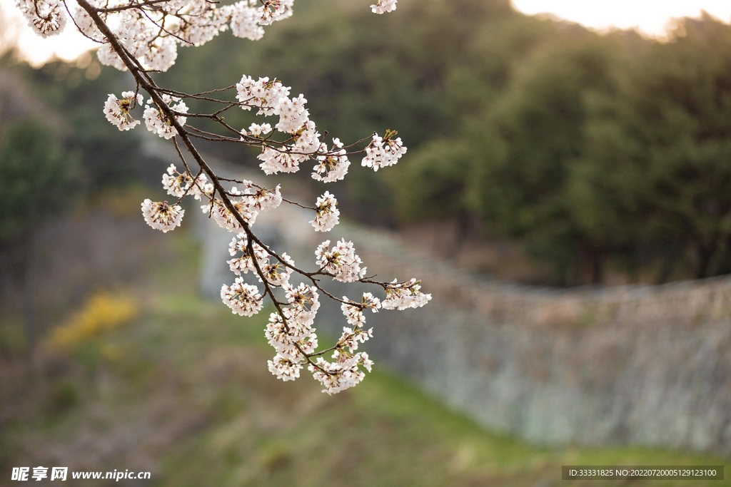 樱花