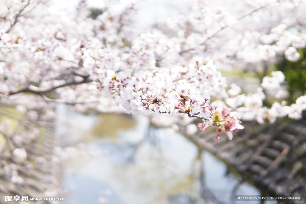 樱花