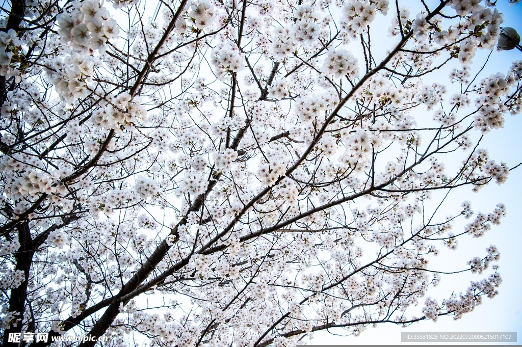 樱花