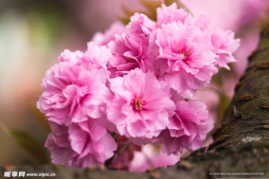樱花