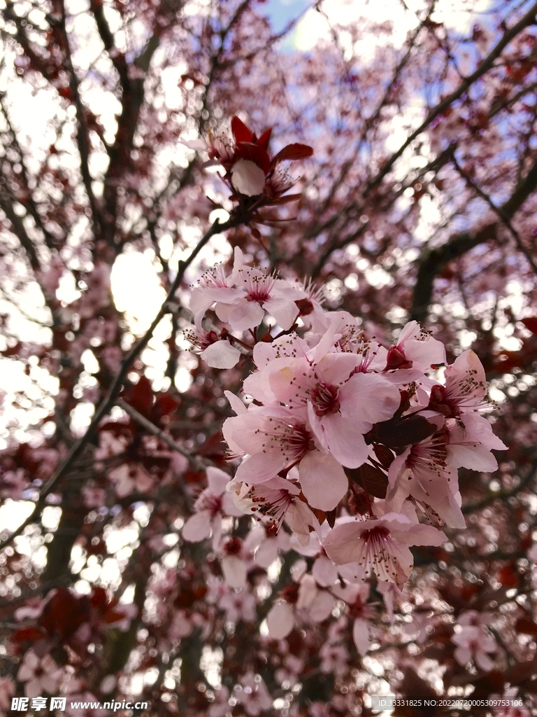 樱花