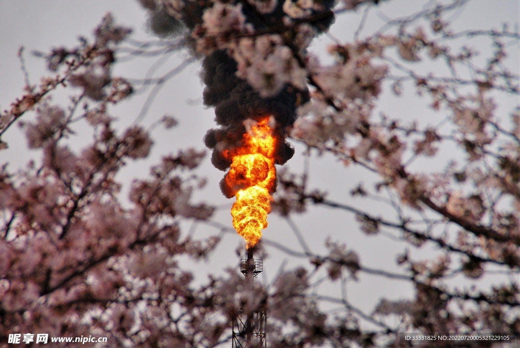 樱花