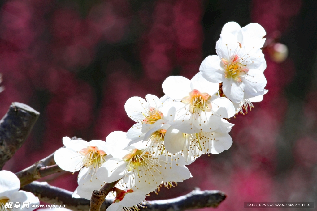 樱花