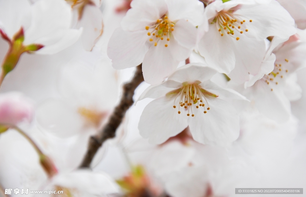 樱花