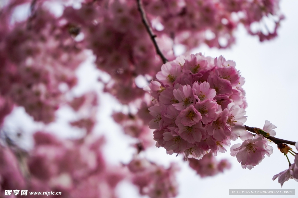 樱花