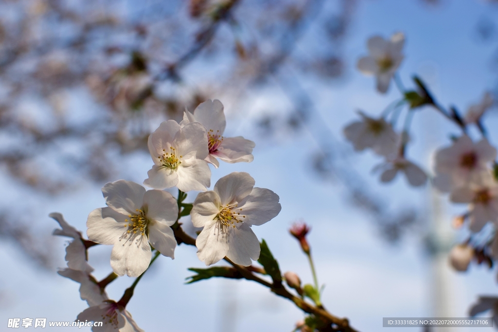 樱花