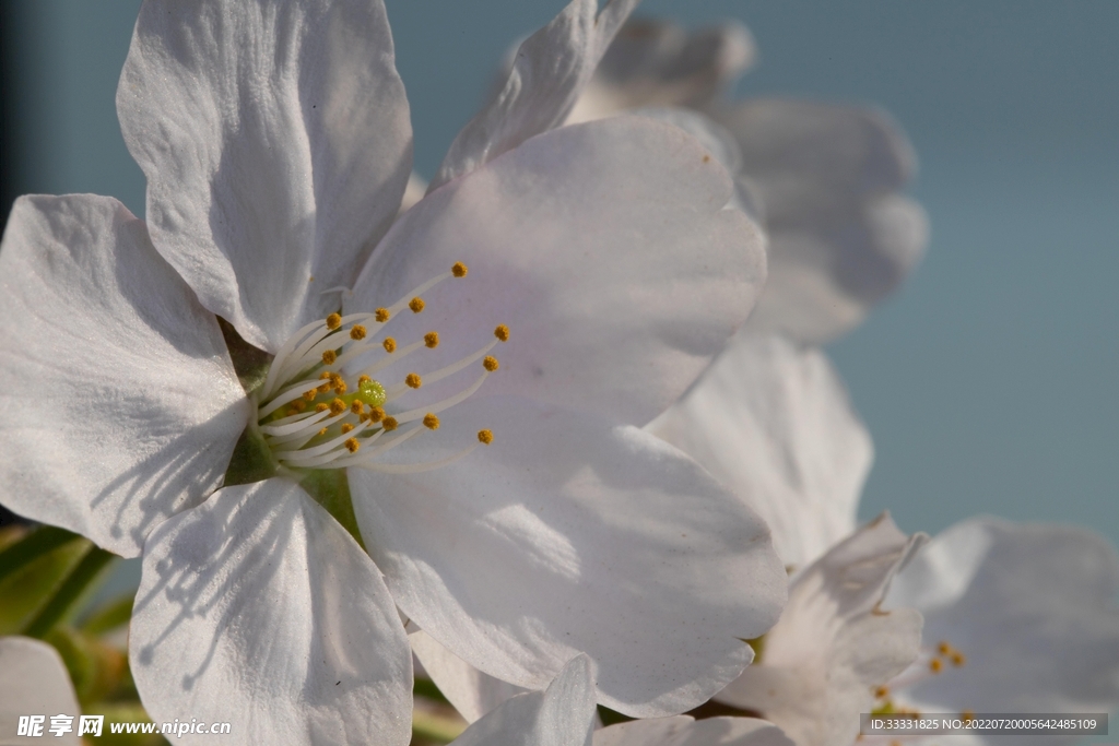 樱花