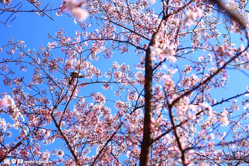 樱花