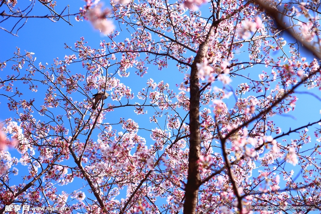 樱花