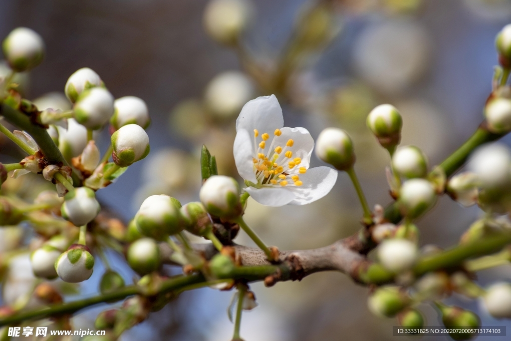 樱花