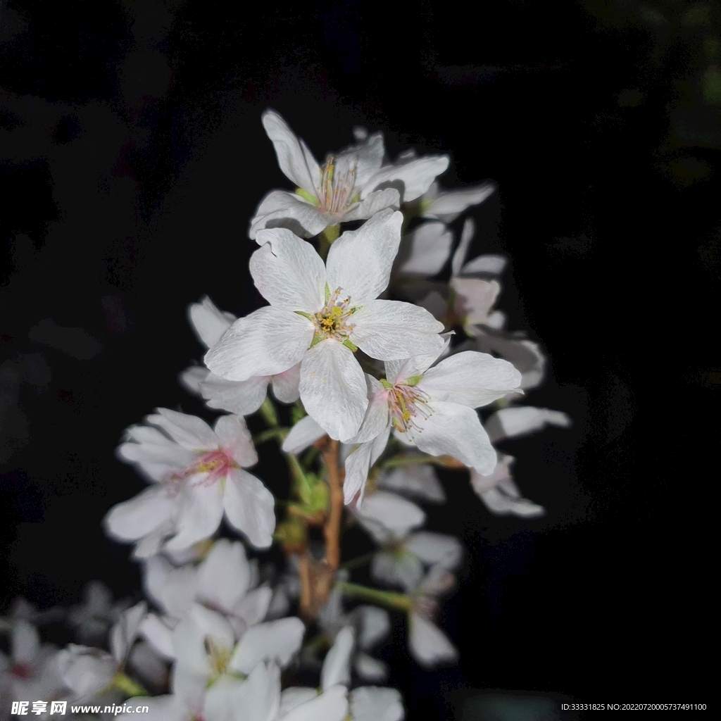 樱花