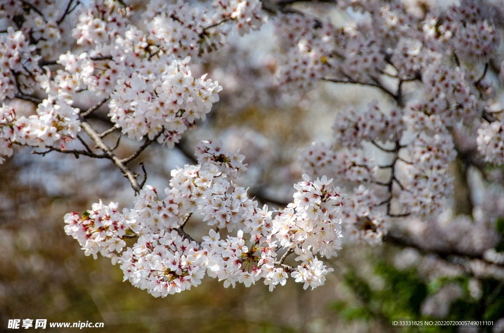 樱花