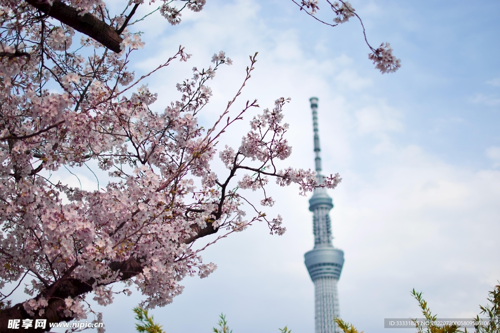 樱花