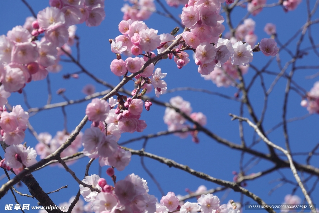 樱花