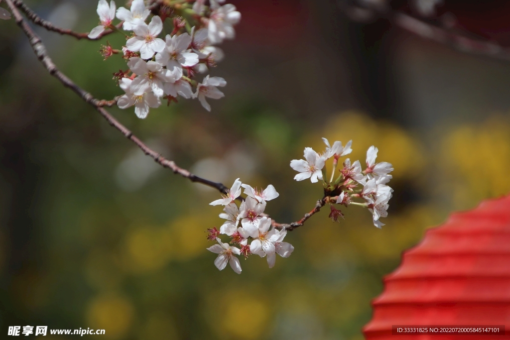 樱花