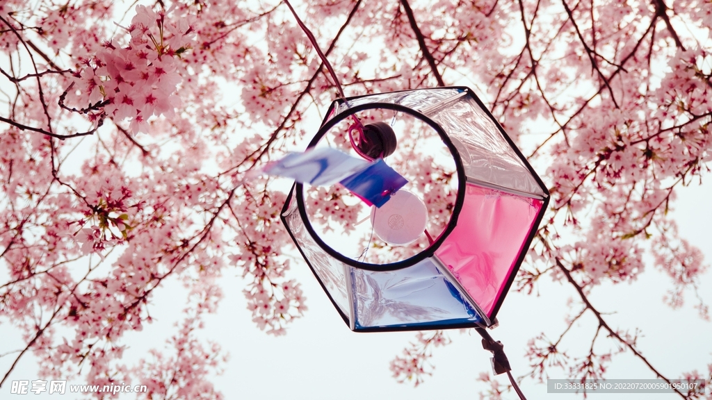 樱花