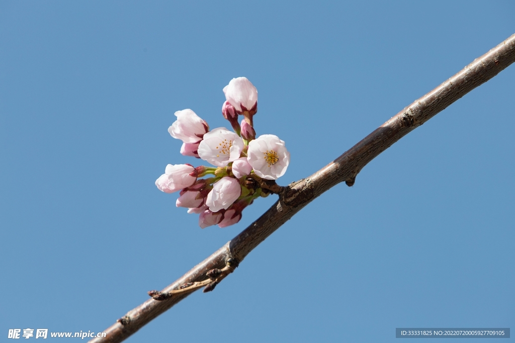樱花