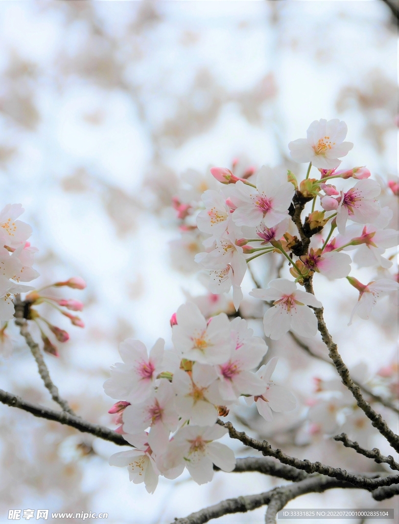 樱花