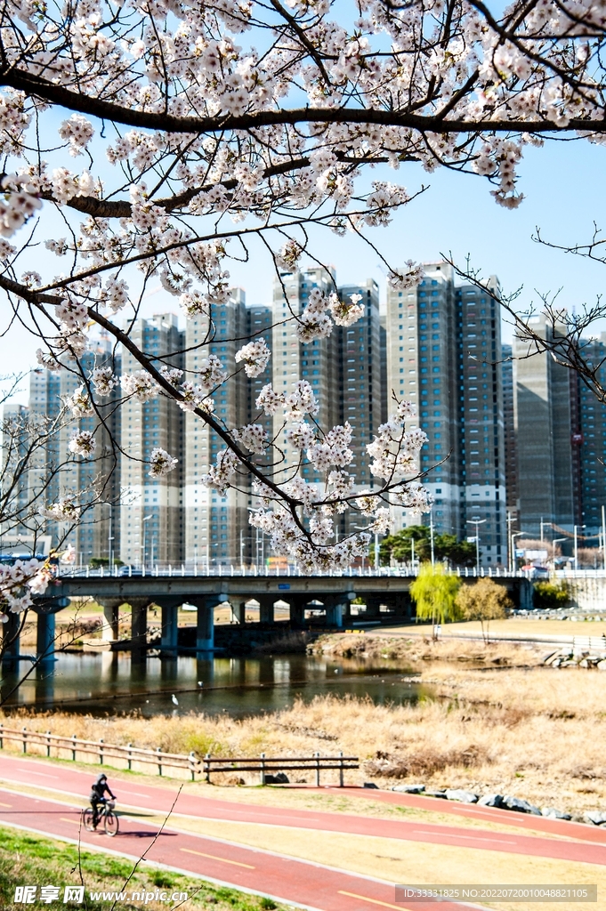 樱花