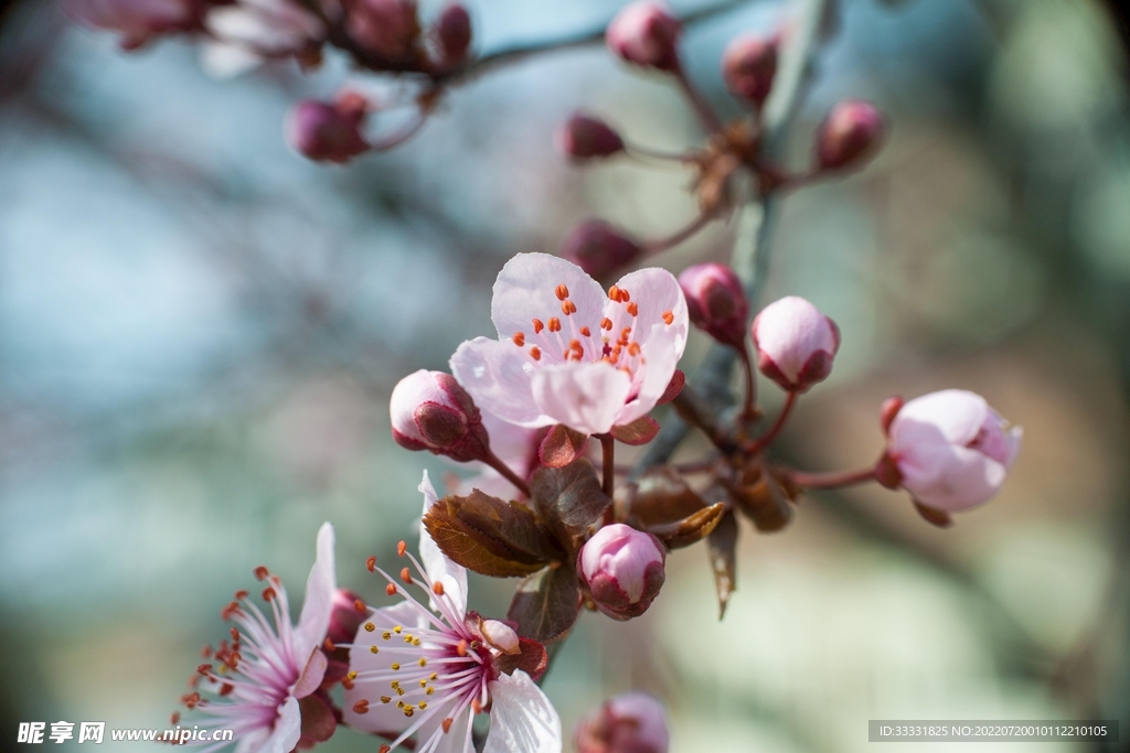 樱花