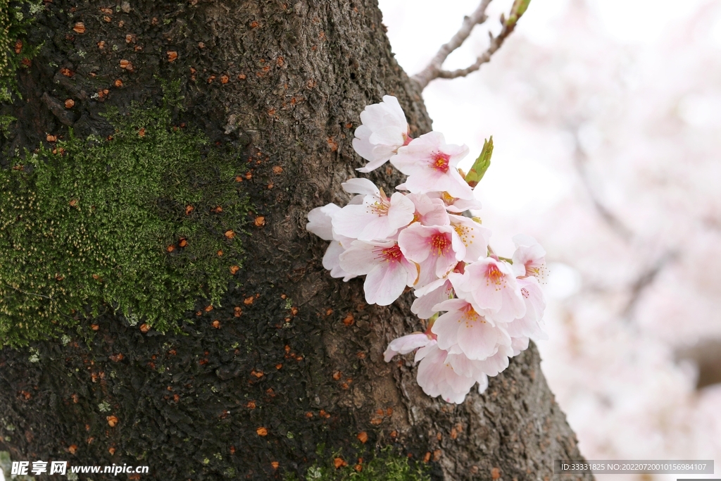 樱花