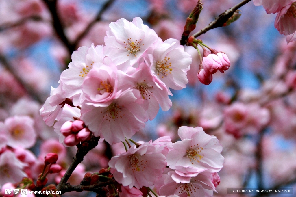 樱花