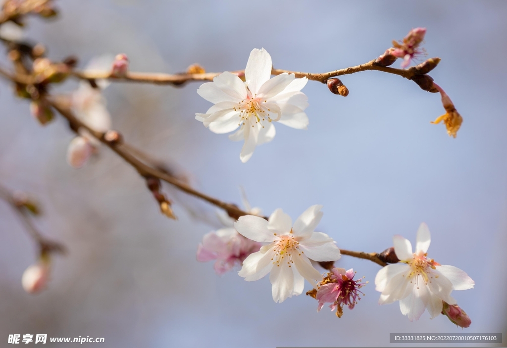 樱花