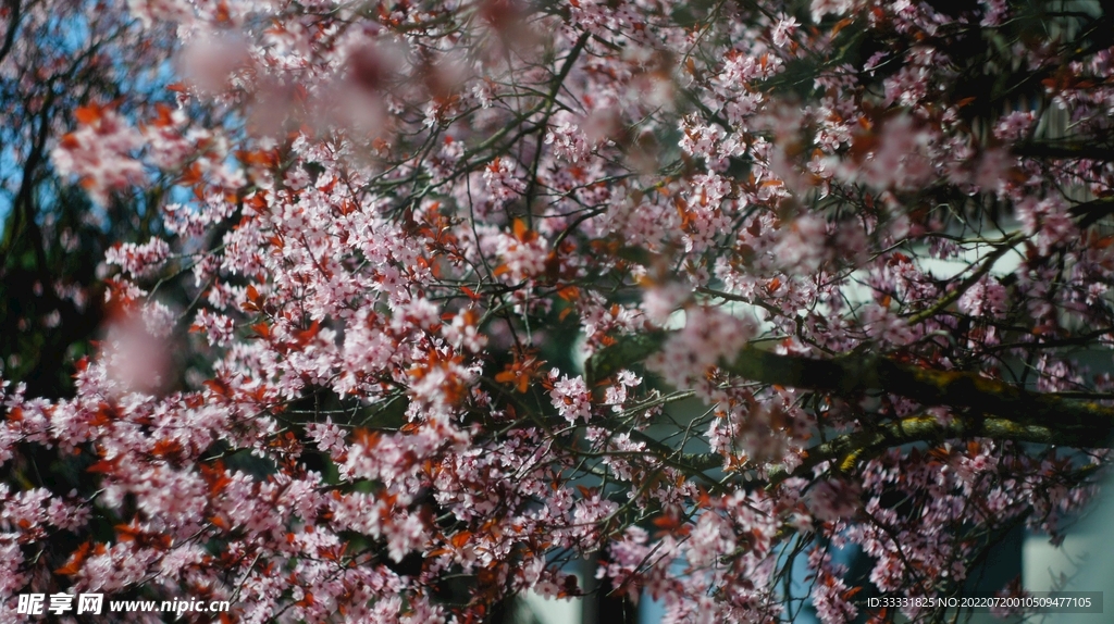 樱花