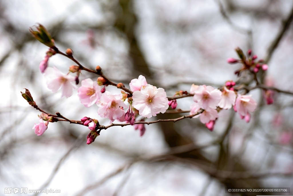 樱花