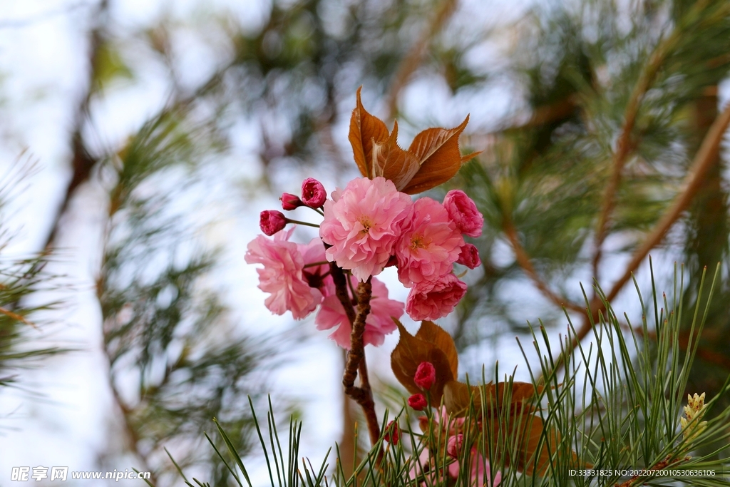 樱花