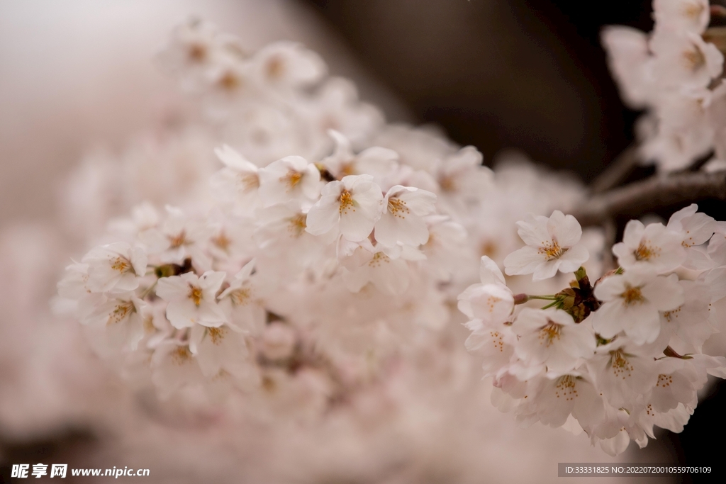 樱花