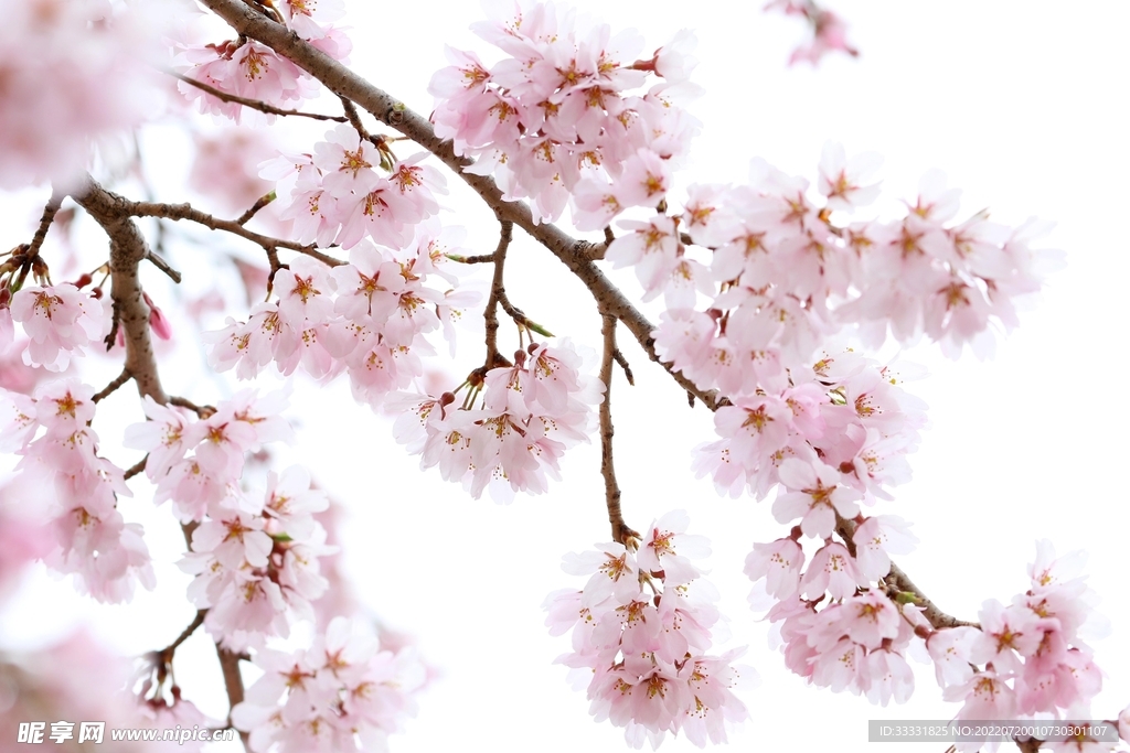 樱花