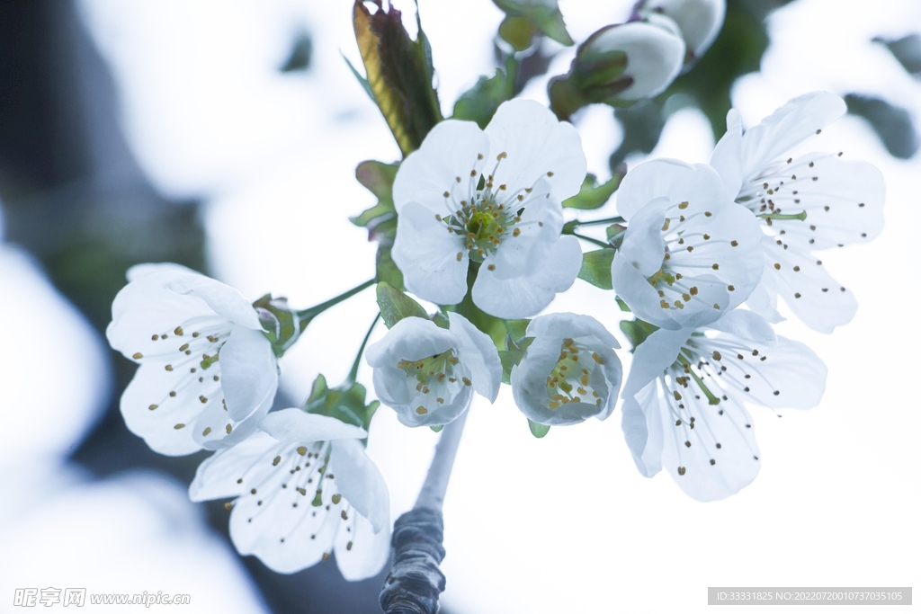 樱花