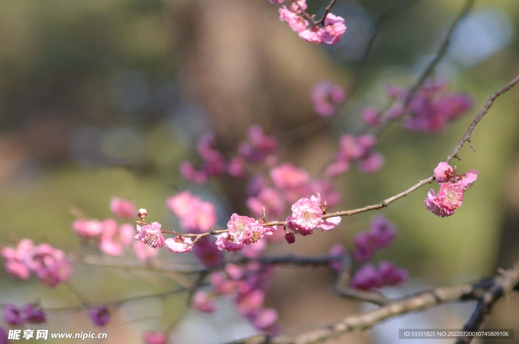 樱花