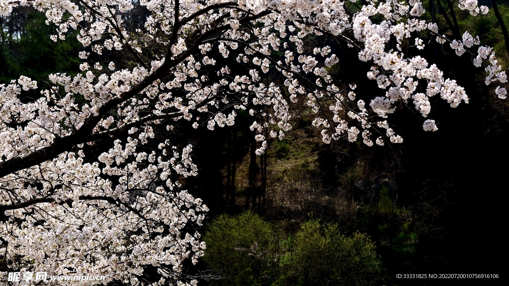 樱花