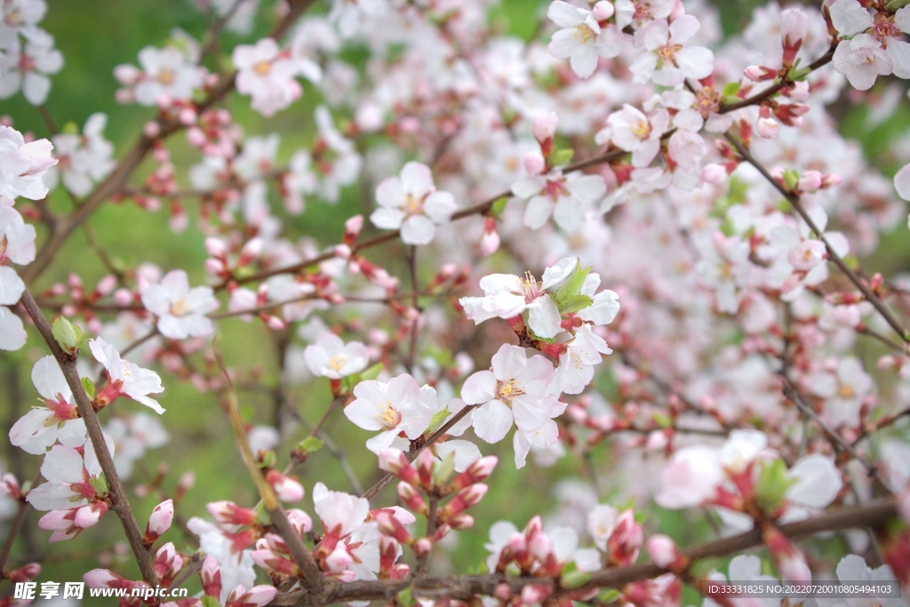 樱花