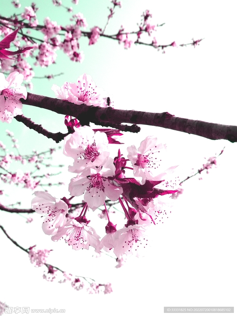 樱花