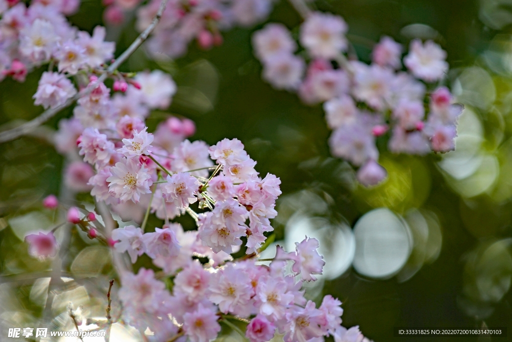 樱花